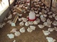 ALLEVAMENTO E ORTICOLTURA - Allevamento di galline migliorate: ALLEVAMENTO DI GALLINE MIGLIORATE (17) 